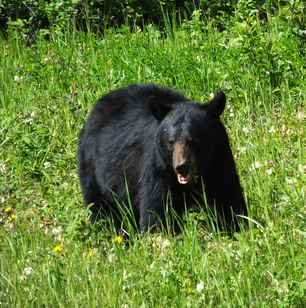 2018 Alaska Trip 1843 - 1806171145