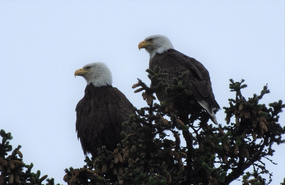 2018 Alaska Trip 2071 - 1806261357