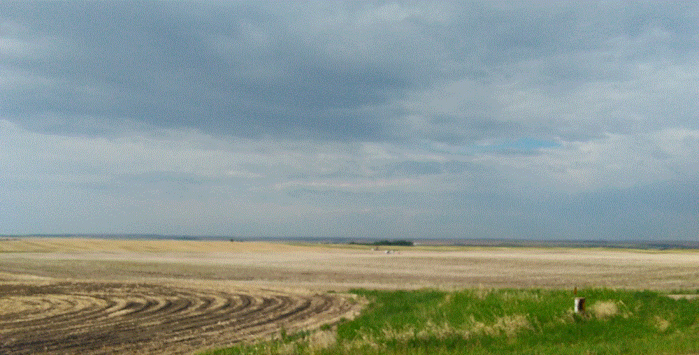 Alberta Wheatfield