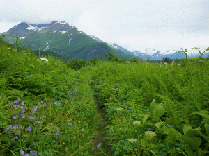 2018 Alaska Trip 2103 - 1806271748