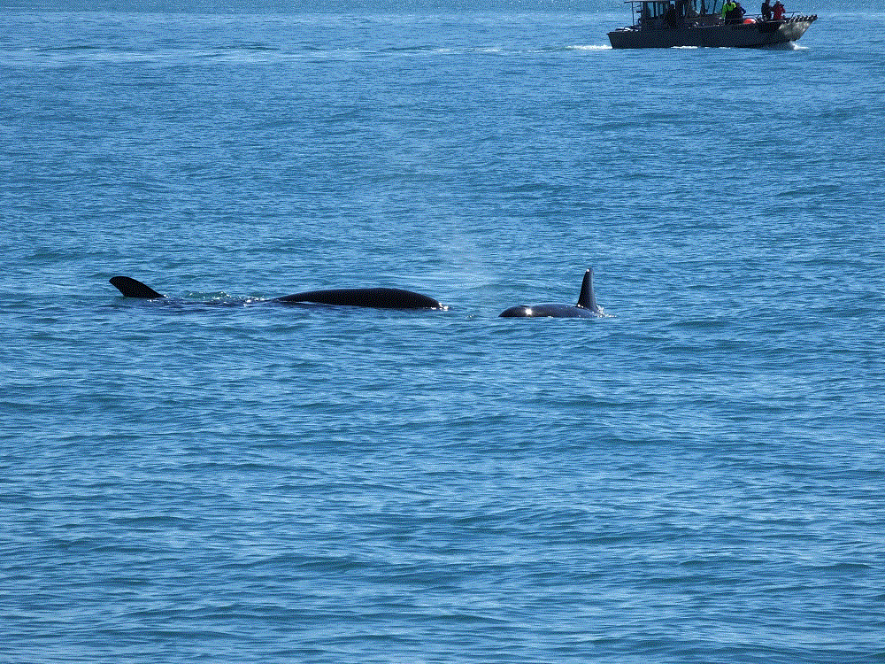 2018 Alaska Trip 3442 - 1808101423