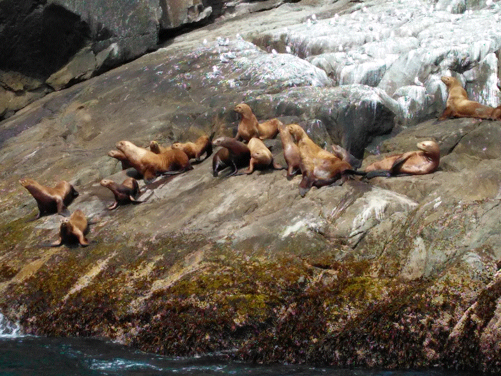 2018 Alaska Trip 3446 - 1808101439