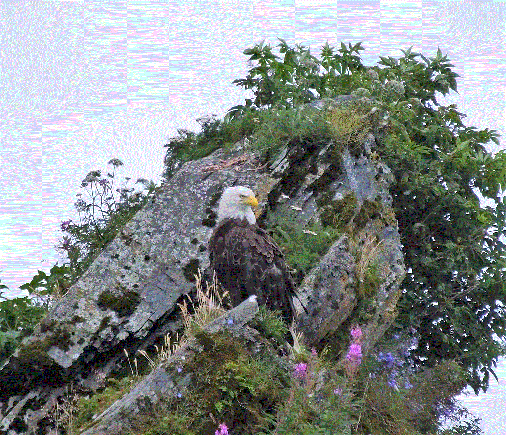 2018 Alaska Trip 3618 - 1808101820