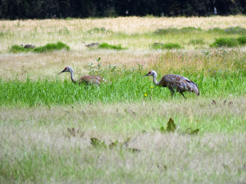 2018 Alaska Trip 3990 - 1808201446