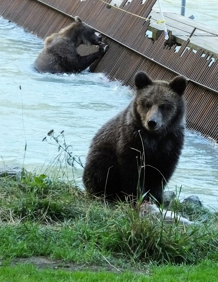 2018 Alaska Trip 4471 - 1808291645
