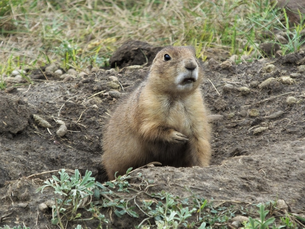 Custer Groundhog