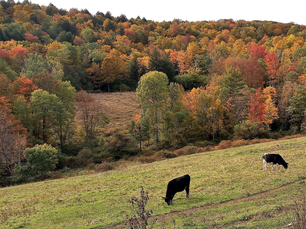Autumn in Vermont