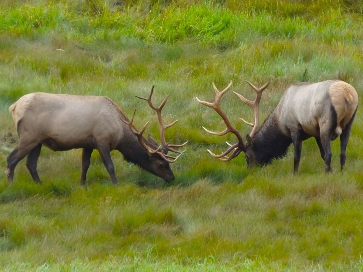 Elk Calls and Waterfalls (and more) in the Canadian&nbsp;Rockies