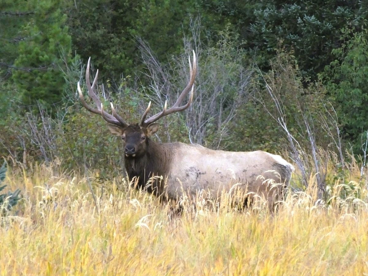 Mountain Highs and Elk&nbsp;Cries