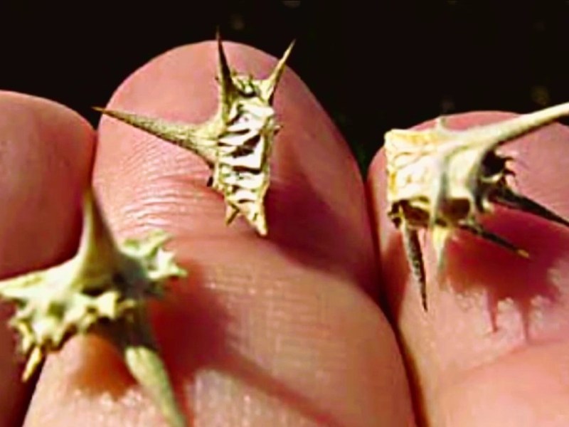 Tales of the&nbsp;Goatheads