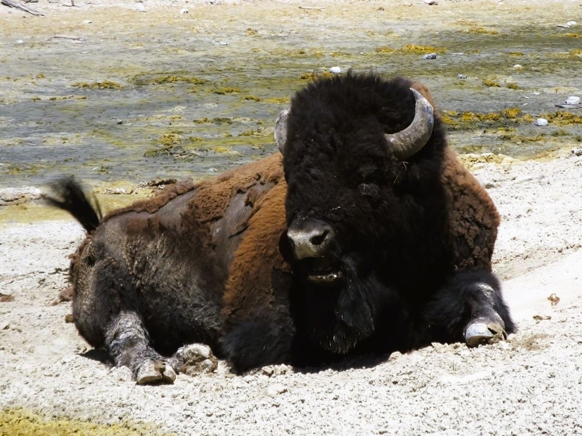 Yellowstone – An Amazing&nbsp;Idea!